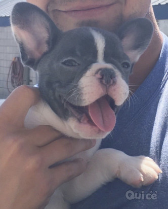 adorabile cucciolo di bulldog francese foto-389019