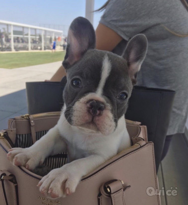 adorabile cucciolo di bulldog francese foto-45438