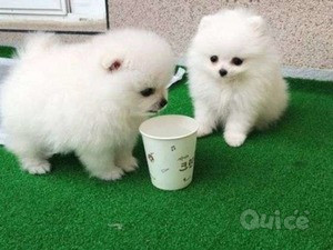 Due fantastici cuccioli di Pomerania foto-45730