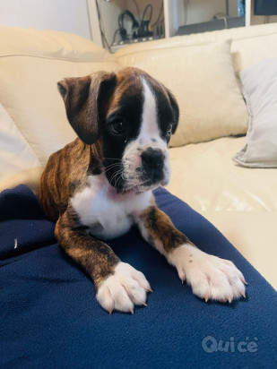 ALLEVAMENTO BOXER foto-45848