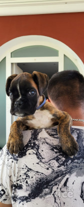 ALLEVAMENTO BOXER foto-392082