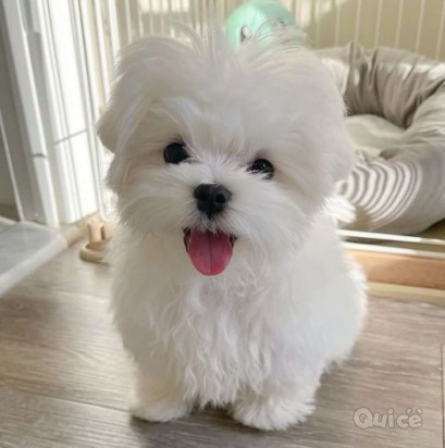 Regalo maltesi cuccioli foto-392275