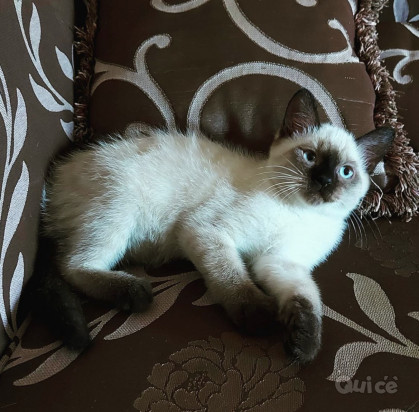 Cuccioli di siamese thai splendidi  foto-393399