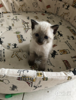 Cuccioli di siamese thai splendidi  foto-393397