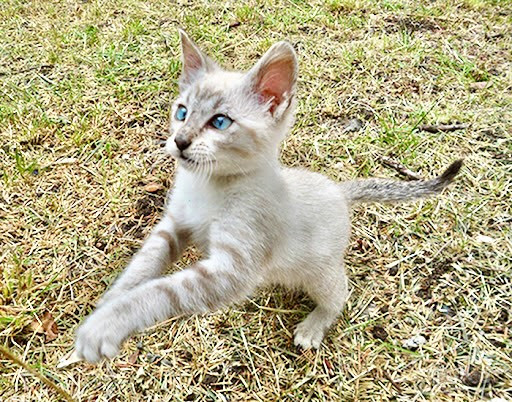 Incrocio Tra Siamese e Blue Point foto-46099