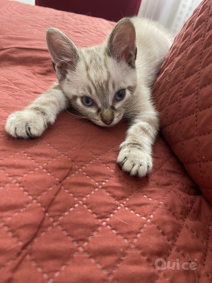 Incrocio Tra Siamese e Blue Point foto-394838