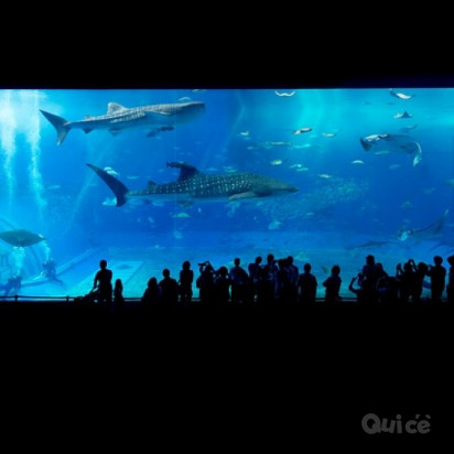 CINQUE TERRE & Acquario di Genova 18 Giugno foto-397346