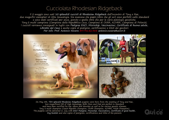 10 Cuccioli Rhodesian Ridgeback pedigree campioni foto-46853