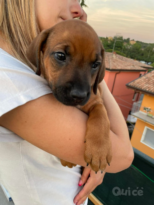 10 Cuccioli Rhodesian Ridgeback pedigree campioni foto-401071