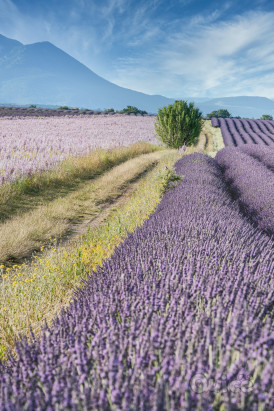 PROVENZA, LAVANDA & CAMARGUE 06/07 foto-402056