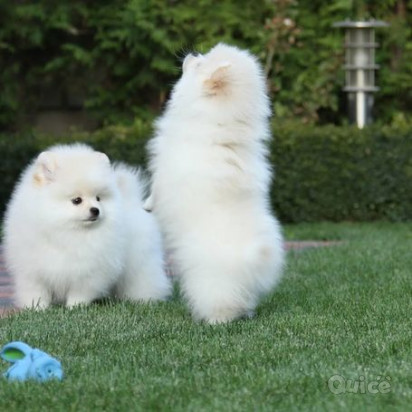 Bellissimi cuccioli di Pomerania per una buona casa foto-47190