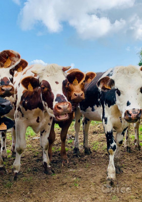 NORMANDIA & BRETAGNA 09/08 foto-404528