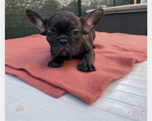 BULLDOG FRANCESE  foto-404573