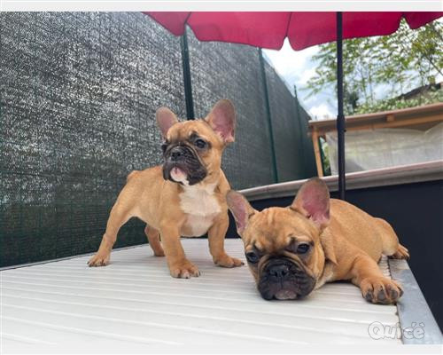 BULLDOG FRANCESE foto-47226
