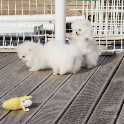 cuccioli di Pomerania per una buona casa foto-404576