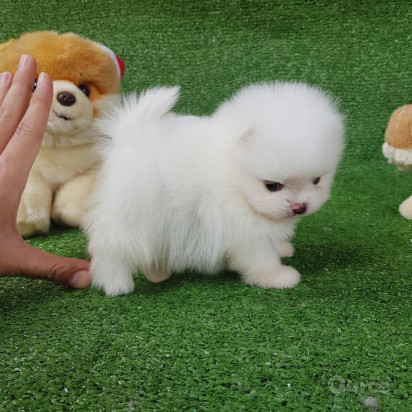cuccioli di Pomerania per una buona casa foto-47227