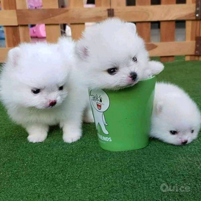 cuccioli di Pomerania per una buona casa foto-404577