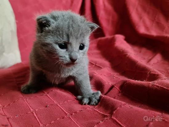 Incantevole micina razza Blu di Russia foto-405750