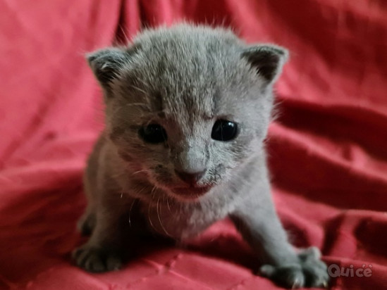 Incantevole micina razza Blu di Russia foto-405751