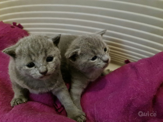 Incantevole micina razza Blu di Russia foto-47358