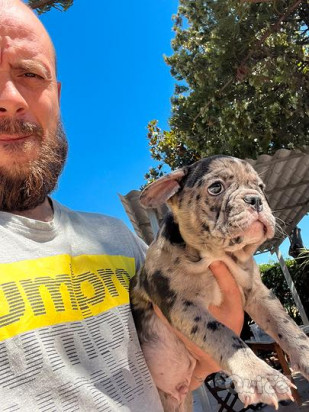 Bulldog francese foto-47640