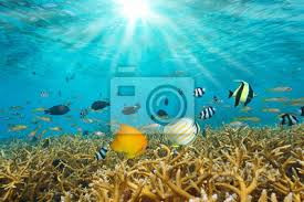 Vendita pesci tropicali d'acqua dolce foto-47742