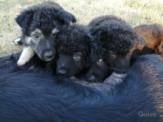 Cuccioli Lagorai  foto-412655