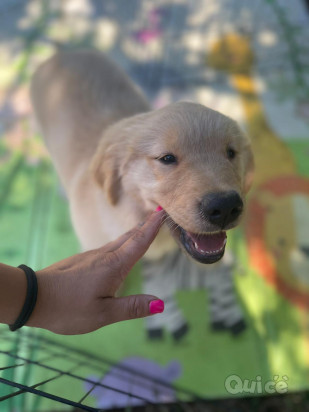 Cuccioli Golden Retriever subito disponibili foto-48128