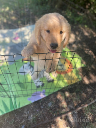 Cuccioli Golden Retriever subito disponibili foto-413438