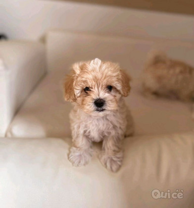 Cuccioli maschio e femmina marrone akc maltipoo in adozione foto-419456