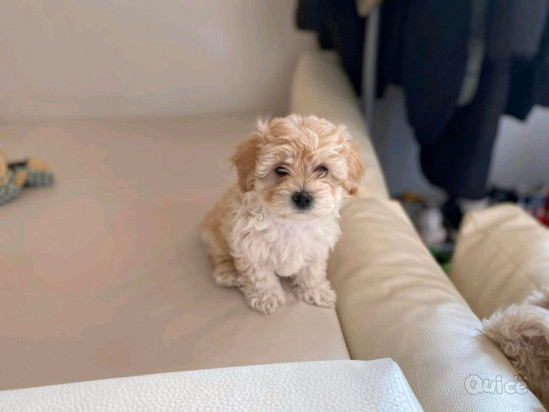 Cuccioli maschio e femmina marrone akc maltipoo in adozione foto-419457