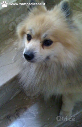 Volpino Pomerania foto-423710