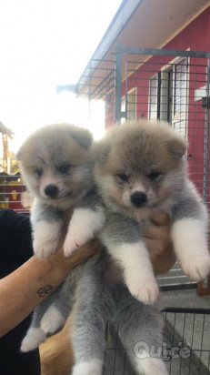 cuccioli akita inu con pedigree foto-423711
