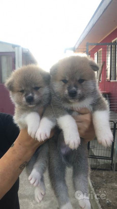 cuccioli akita inu con pedigree foto-49228