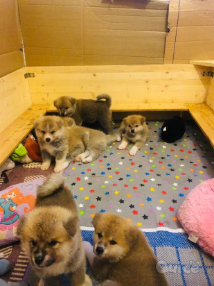cuccioli akita inu con pedigree foto-423712