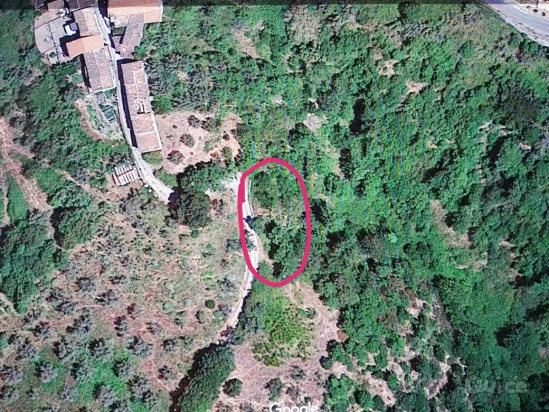Terreno Agricolo [uliveto] &ndash; Scigliano (CS) foto-425861