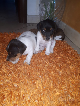 Cuccioli jack russell  foto-426846