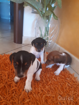 Cuccioli jack russell  foto-49537