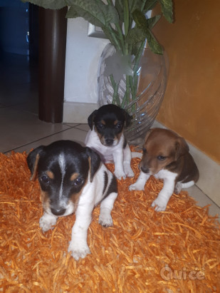 Cuccioli jack russell  foto-426845