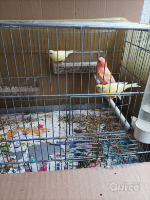 Canarini  foto-427426