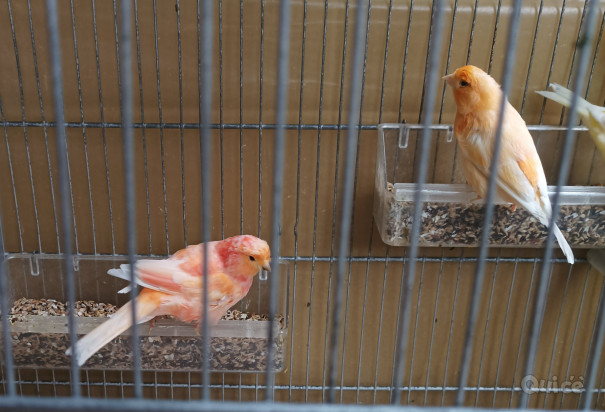 Canarini  foto-49614