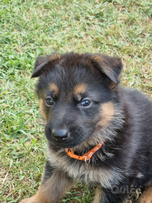 Pastore tedesco  foto-430089