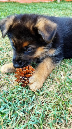 Pastore tedesco  foto-49933