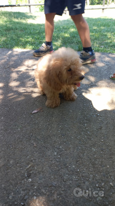 Barboncino  foto-49934