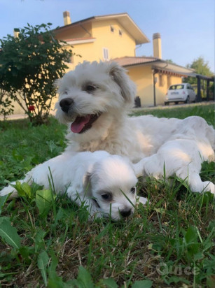 Maltese  foto-430093