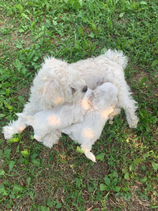 Maltese  foto-430094