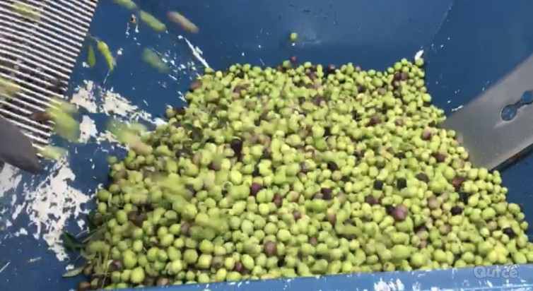 Olio extravergine di oliva biologico 100% siciliano foto-50421