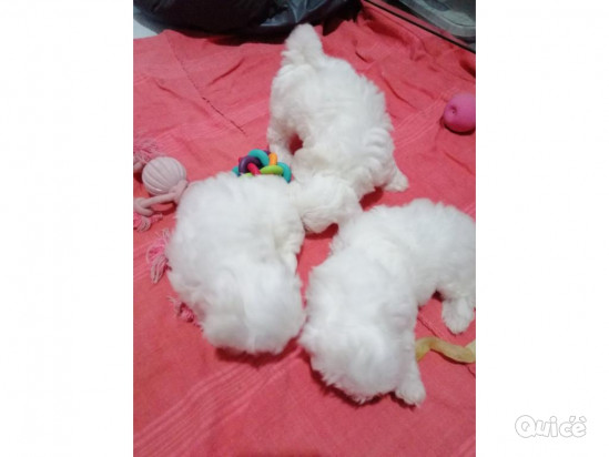 Bellissimi cuccioli maltesi foto-50935