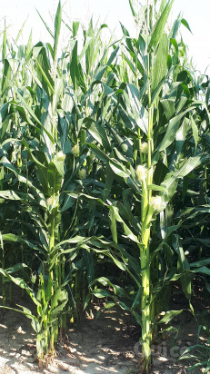 Cerco terreni agricoli   foto-7637