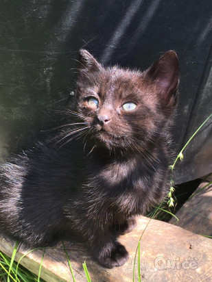 Regalo gattini foto-46171